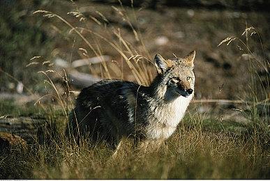 终于回归 暴雪嘉年华2023定于11月3-4日举行